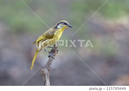 Varied Honeyeater at a waterhole, Cape York, Queensland, Australia.  115785649