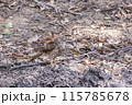 A juvenile Brown Goshawk arrives to take a drink at a muddy waterhole A juvenile Brown Goshawk arrives to take a drink at a muddy waterhole 115785678