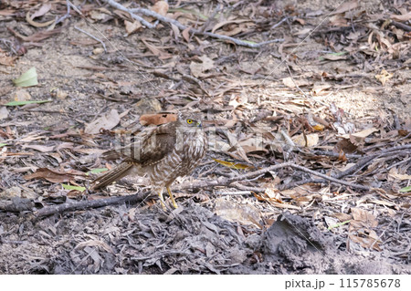 A juvenile Brown Goshawk arrives to take a drink at a muddy waterhole 115785678