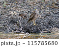 A juvenile Brown Goshawk arrives to take a drink at a muddy waterhole A juvenile Brown Goshawk arrives to take a drink at a muddy waterhole 115785680