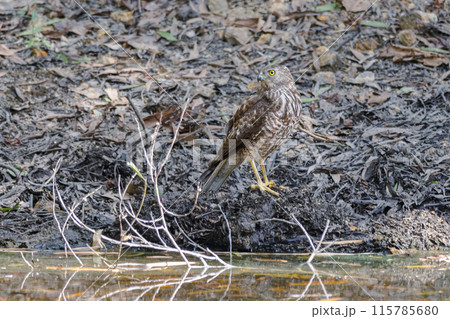 A juvenile Brown Goshawk arrives to take a drink at a muddy waterhole A juvenile Brown Goshawk arrives to take a drink at a muddy waterhole 115785680