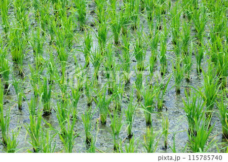 Flood water waterlogged lichen in the rice fields. Fertile wet land in Agriculture filed, Countryside rural view. Flood water waterlogged lichen in the rice fields. Fertile wet land in Agriculture filed, Countryside rural view. 115785740