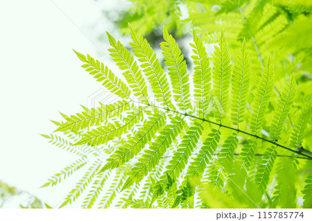 Green plant leaf chlorophyll photosynthesis. Tree fresh lush nature, leaves Eco Green Environment natural background. Green plant leaf chlorophyll photosynthesis. Tree fresh lush nature, leaves Eco Green Environment natural background. 115785774