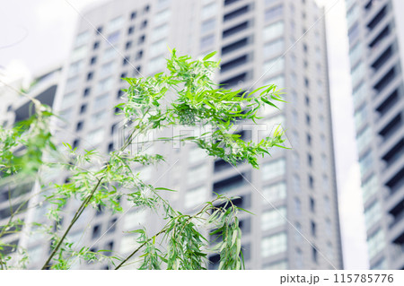 Green tree on high rise city office building background. Eco Green Environment in urban metro area. 115785776