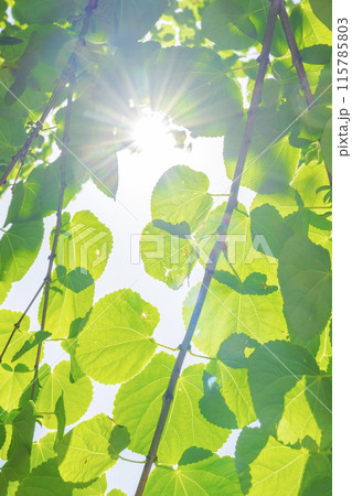爽やかな新緑と太陽 爽やかな新緑と太陽 115785803
