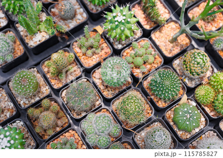 Top View of Various Potted Cacti in a Garden Nursery 115785827