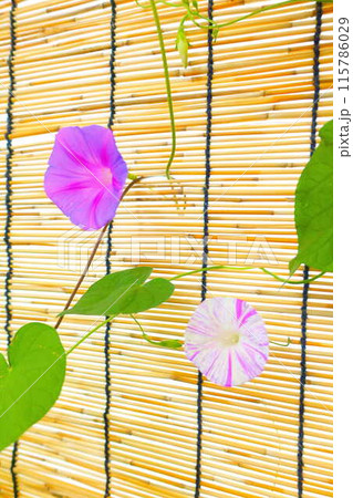 アサガオ 朝顔 あさがお アサガオ 朝顔 あさがお 115786029