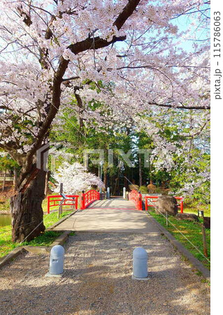 満開の桜　花筏　松が岬公園　さくら　サクラ　ソメイヨシノ 115786063