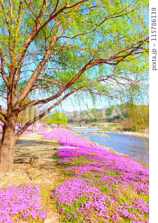 芝桜　シバザクラ　しばざくら　立谷川　桜　山形市 115786139