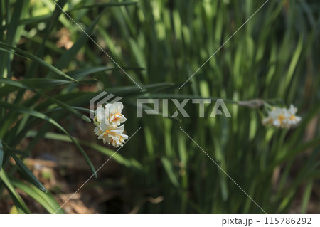 白い水仙 115786292