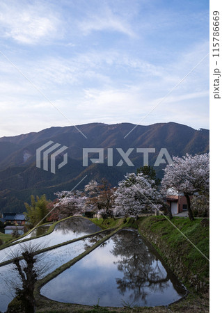 水面に映える三多気の桜 水面に映える三多気の桜 115786669