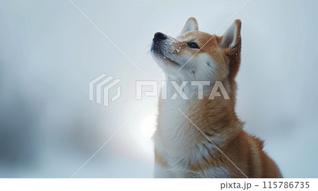 横を向いた柴犬のイラスト素材 [115786735] - PIXTA