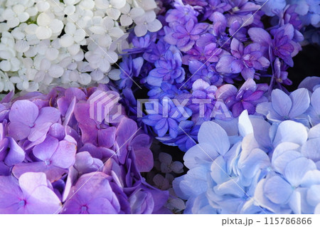 紫陽花の花手水 紫陽花の花手水 115786866