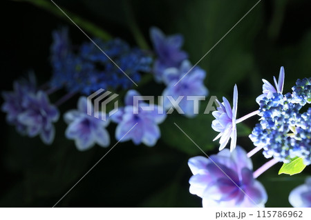 紫陽花 115786962