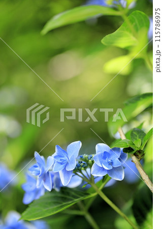 紫陽花 紫陽花 115786975