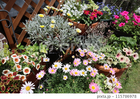 カラフルな花の寄せ植え＆寄せ鉢 115786978