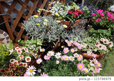 裏庭の花の寄せ植え＆寄せ鉢 115786979