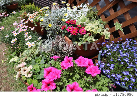 カラフルな花の寄せ植え＆寄せ鉢 115786980