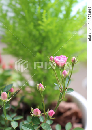 可愛い小さい桃色の小さなバラ 可愛い小さい桃色の小さなバラ 115786994