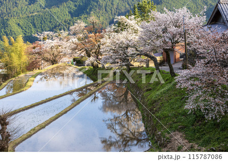 水面に映える三多気の桜 水面に映える三多気の桜 115787086