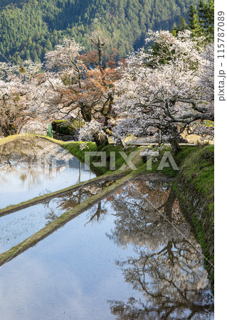 水面に映える三多気の桜 水面に映える三多気の桜 115787089