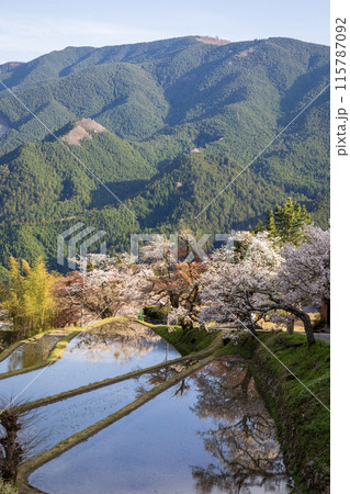 水面に映える三多気の桜 水面に映える三多気の桜 115787092