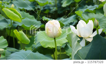 白い蓮の花 白い蓮の花 115787320