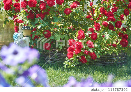 A beautiful red rose bush in the garden on a summer morning A beautiful red rose bush in the garden on a summer morning 115787392