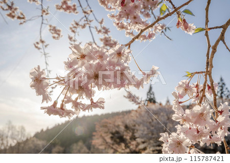山里映える三多気の桜 115787421