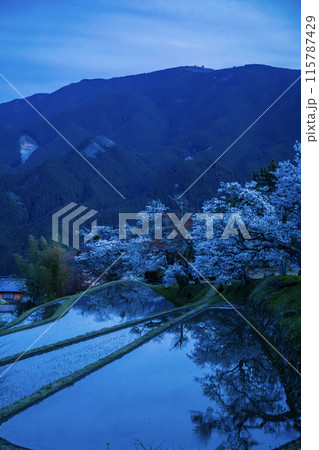 三多気の桜　ブルーアワーの佇まい 115787429