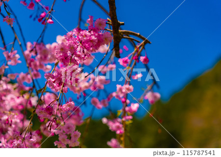 福井県　たけくらべ広場　しだれ桜の花びら 115787541