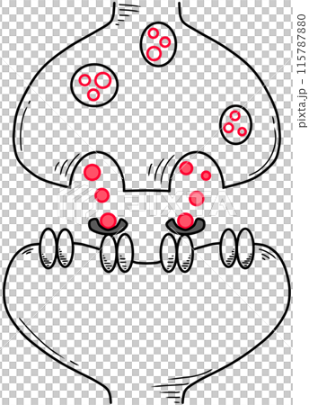 synaptic cleft and neurotransmitters created by black and red line 115787880
