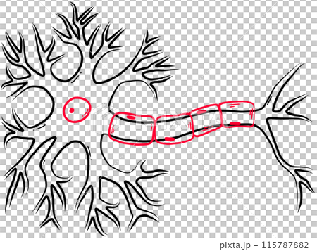 human nerve cell created by black and red line 115787882