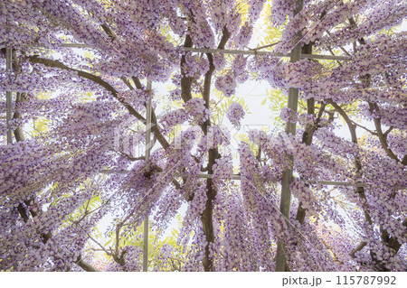 かざはやの里 見頃のふじ かざはやの里 見頃のふじ 115787992