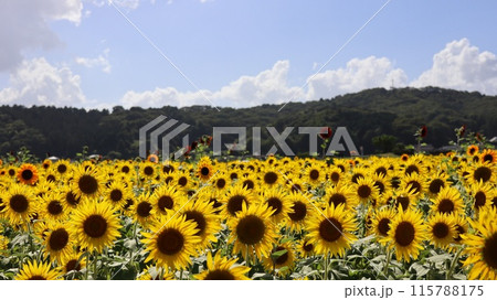 夏の青空と一面ひまわり畑 115788175