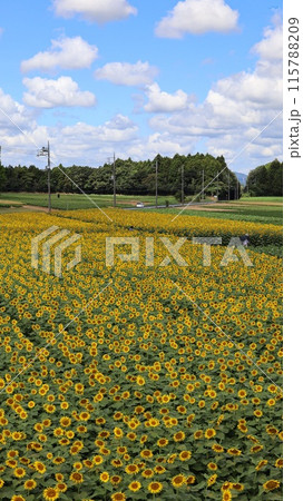 広大なヒマワリ畑 那珂市 那珂ひまわりフェスティバル 広大なヒマワリ畑 那珂市 那珂ひまわりフェスティバル 115788209