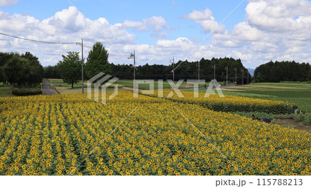 広大なヒマワリ畑　那珂市　那珂ひまわりフェスティバル 115788213