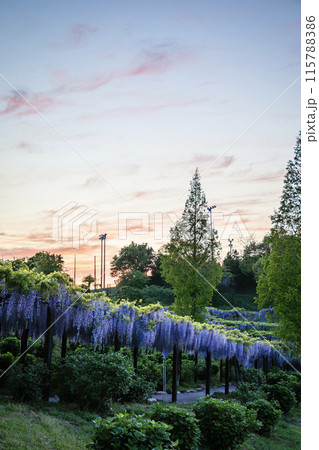 かざはやの里　見頃のふじ 115788386