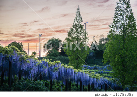 かざはやの里　見頃のふじ 115788388