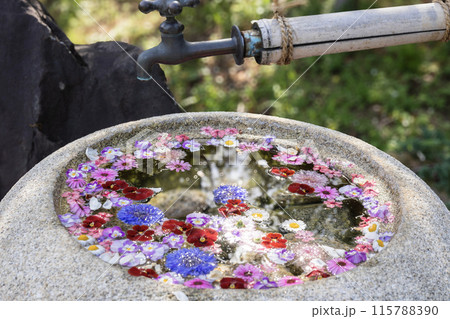 かざはやの里　見頃のふじと花手水 115788390