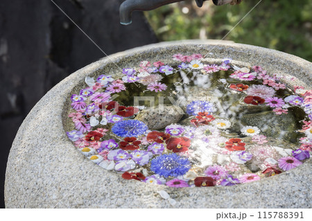 かざはやの里 見頃のふじと花手水 かざはやの里 見頃のふじと花手水 115788391
