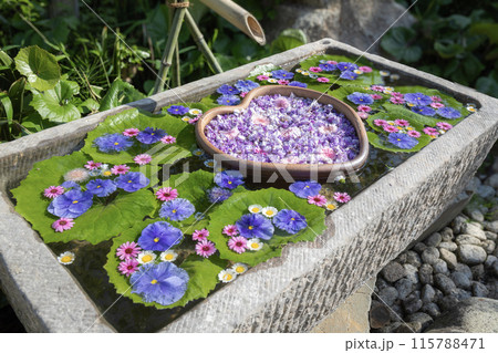 かざはやの里 見頃のふじと花手水 かざはやの里 見頃のふじと花手水 115788471