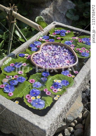 かざはやの里　見頃のふじと花手水 115788472