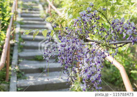かざはやの里 見頃のふじ かざはやの里 見頃のふじ 115788473