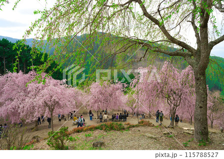 【奈良県】4月・満開の枝垂れ桜を見に高見の郷を訪れた観光客 115788527
