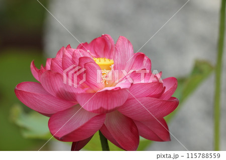 蓮の花のある風景 夏風景 蓮の花のある風景 夏風景 115788559