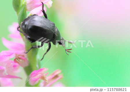 ネジバナと甲虫 ネジバナと甲虫 115788621