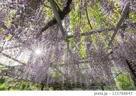 かざはやの里　見頃のふじ 115788647