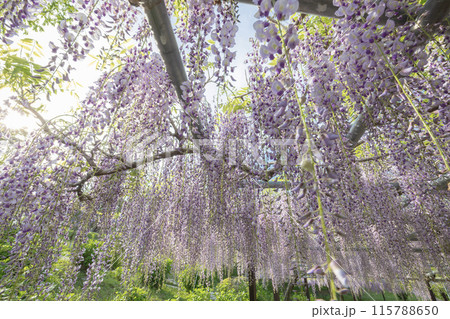 かざはやの里　見頃のふじ 115788650
