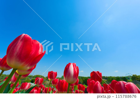 【大阪府】4月・家族で満開のチューリップ畑を観光 115788676